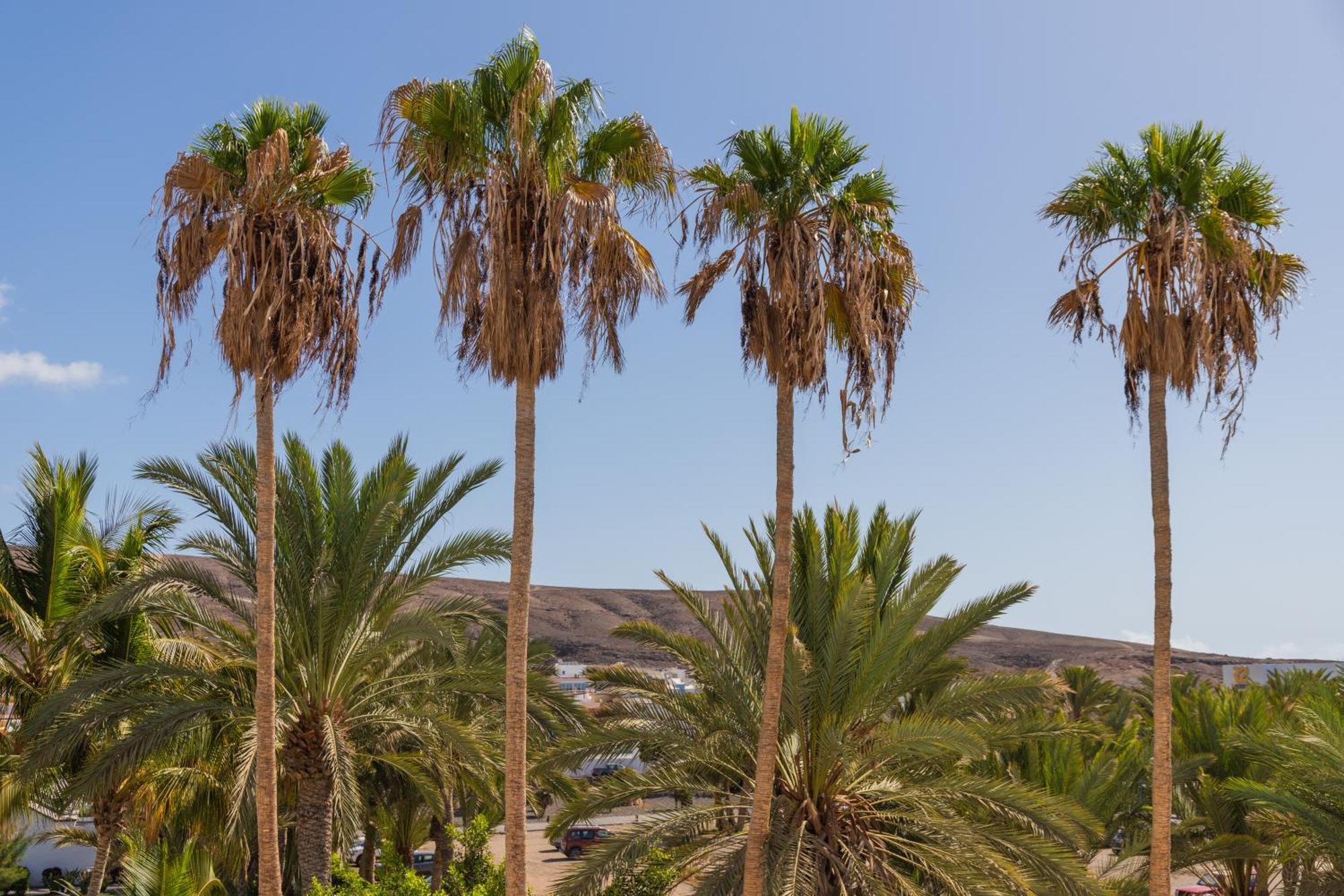 Palm Beach Fuerteventura Тарахалехо Экстерьер фото